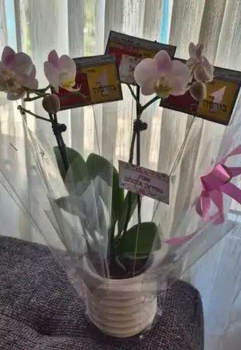 רעיון למתנה מקורית לראש השנה לירון רופא